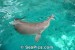 Delfín Baidži (říční)