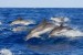 Delfíni Kapverdští