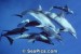 Delfíni Kapverdští skupina